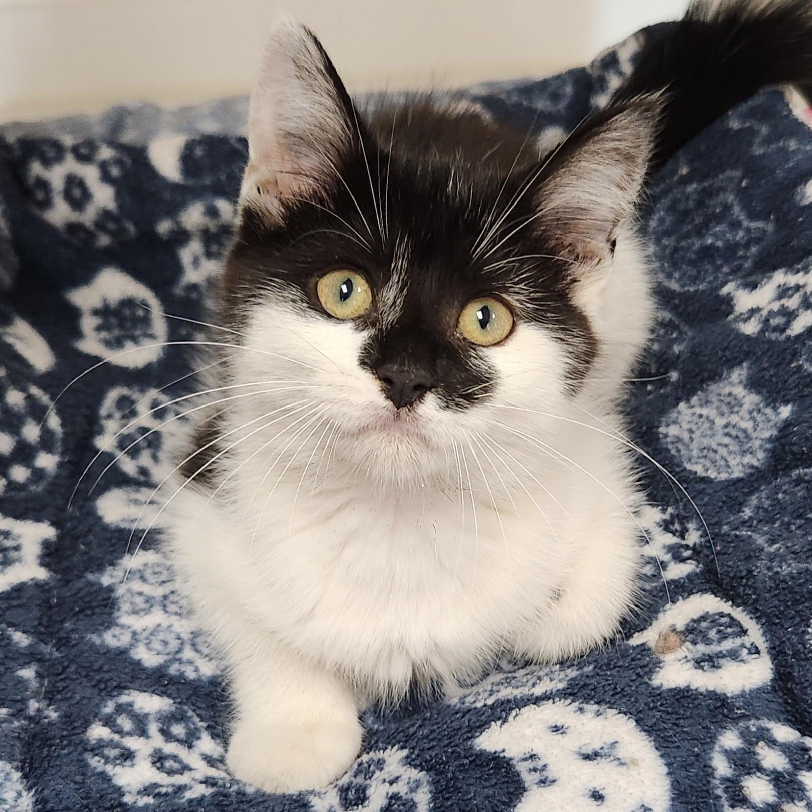 Enlarge Chanterelle, a ADOPTABLE Domestic Medium Hair in Marshfield, WI image 3/5
