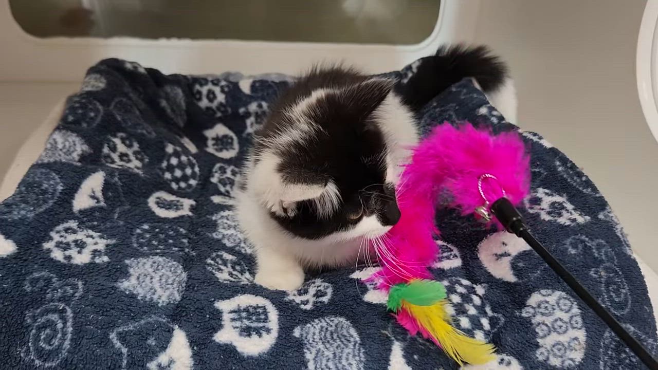 Enlarge Chanterelle, a ADOPTABLE Domestic Medium Hair in Marshfield, WI video 5/5