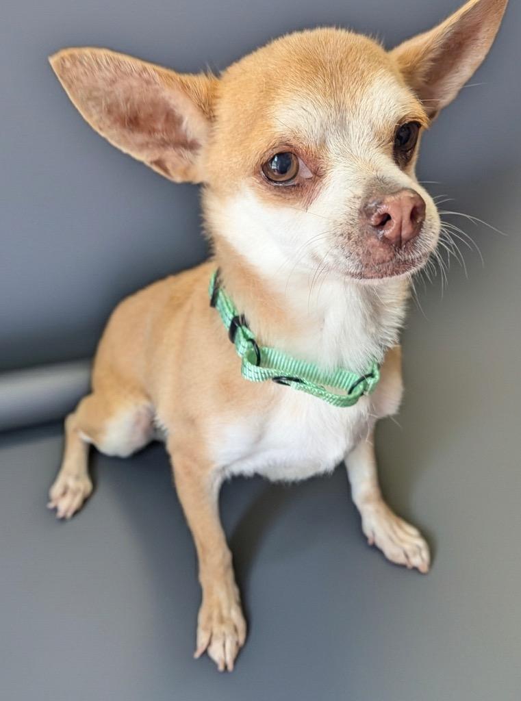 Enlarge Felicity, a Adoptable Chihuahua in Fort Myers, FL image 1/2