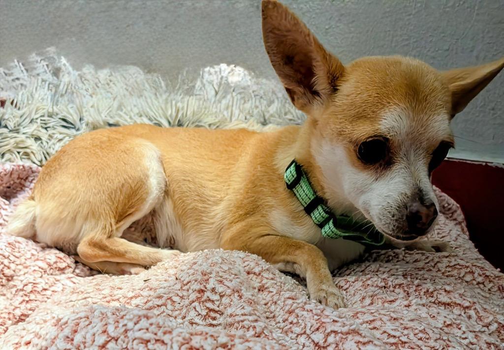 Enlarge Felicity, a Adoptable Chihuahua in Fort Myers, FL image 2/2