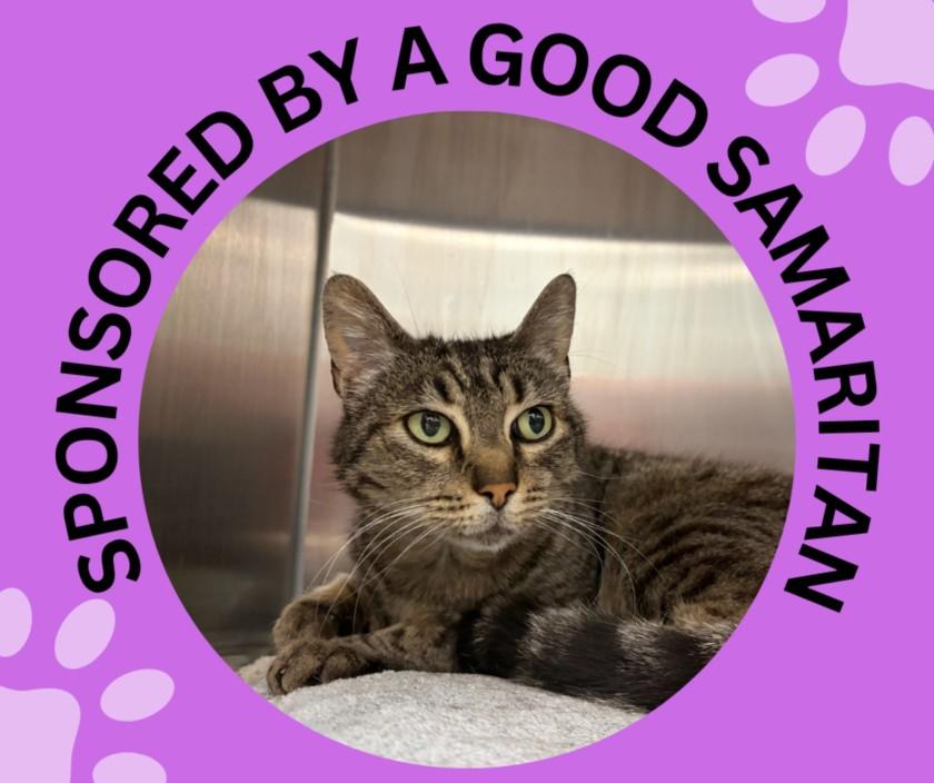 Enlarge WHINNIE, a Adoptable Domestic Short Hair in Santa Cruz, CA image 1/1