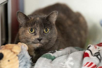 Enlarge Kourtney OF96, a Adoptable Domestic Short Hair in Clarks Summit, PA image 1/2