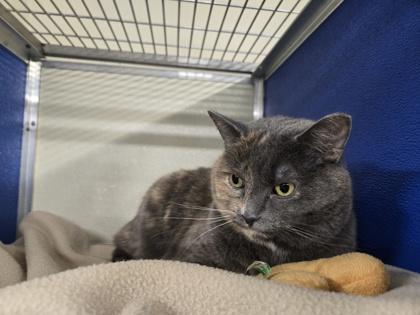 Kourtney OF96, Adoptable, Adult Female Domestic Short Hair & Domestic Short Hair.