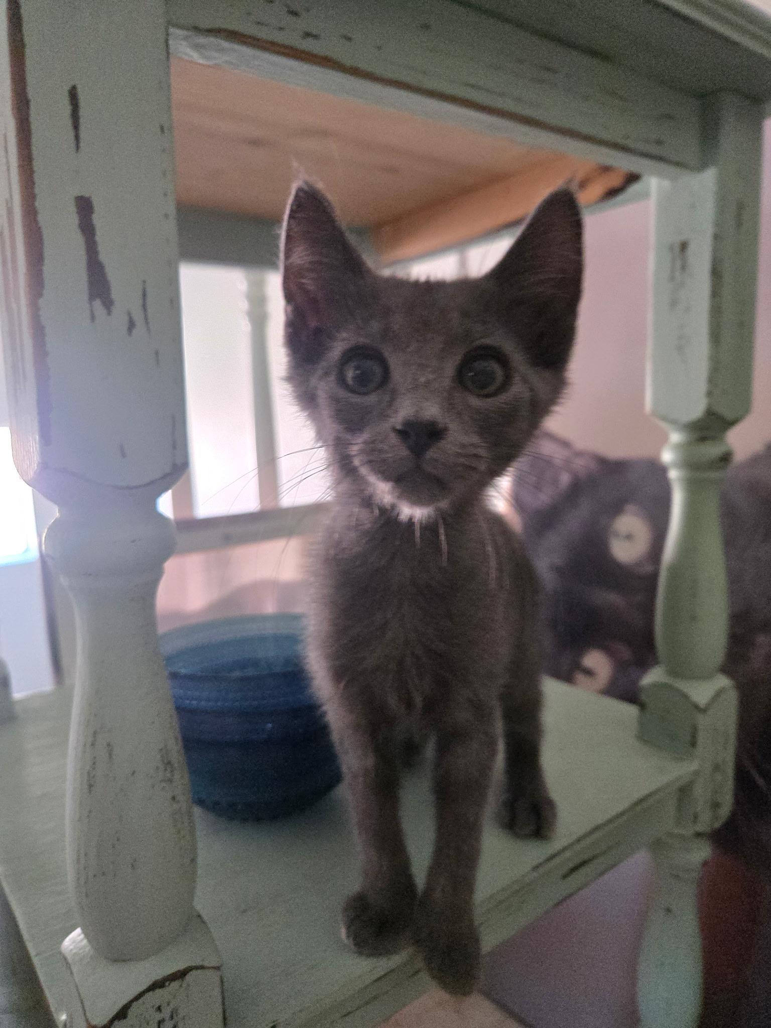 Peter, an adopted Domestic Short Hair in Penryn, CA image 2/3