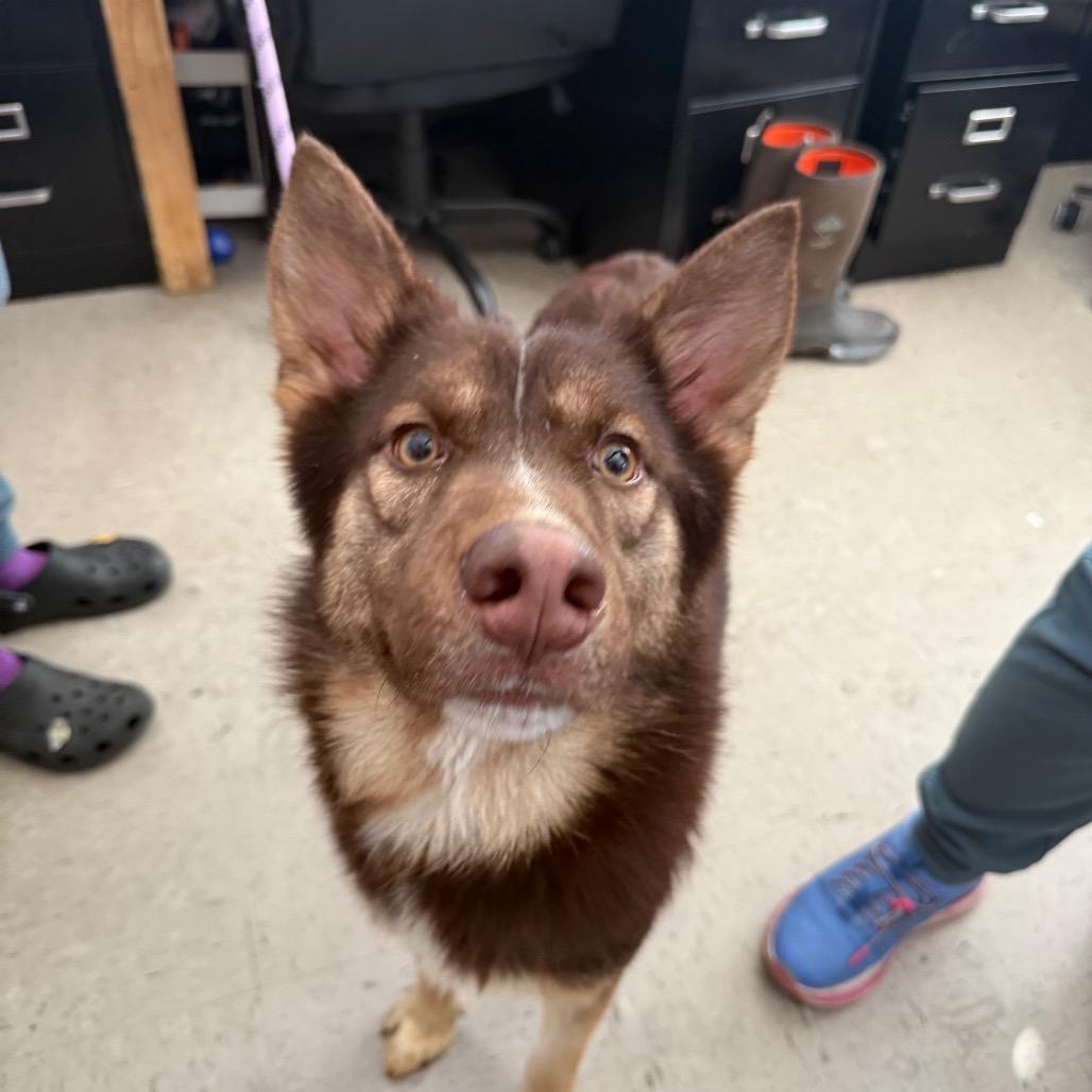 Enlarge Edge, a Adoptable Husky in Wappingers Falls, NY image 1/2