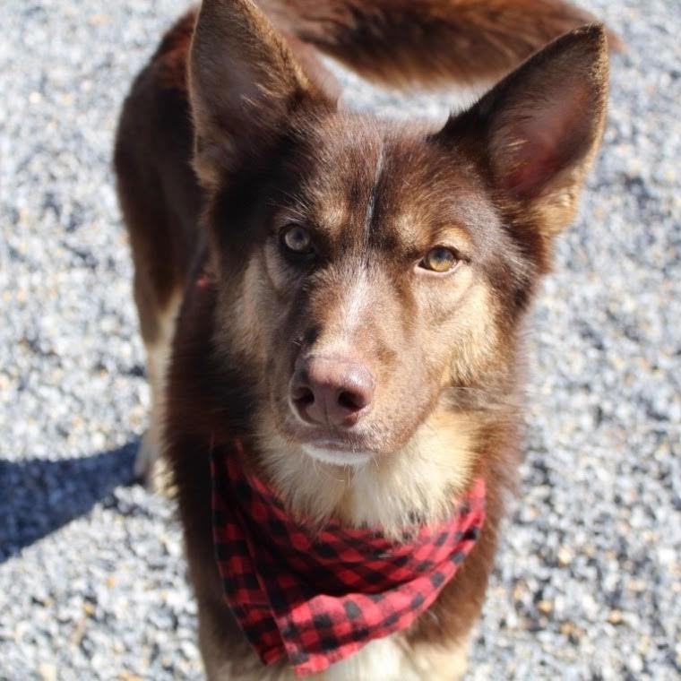 Edge - Half of my adoption fee has been sponsored by someone that loves me!, Adoptable, Young Male Husky.