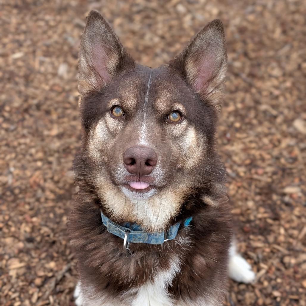 Edge - Half of my adoption fee has been sponsored by someone that loves me!, a Adoptable Husky in Wappingers Falls, NY image 2/2