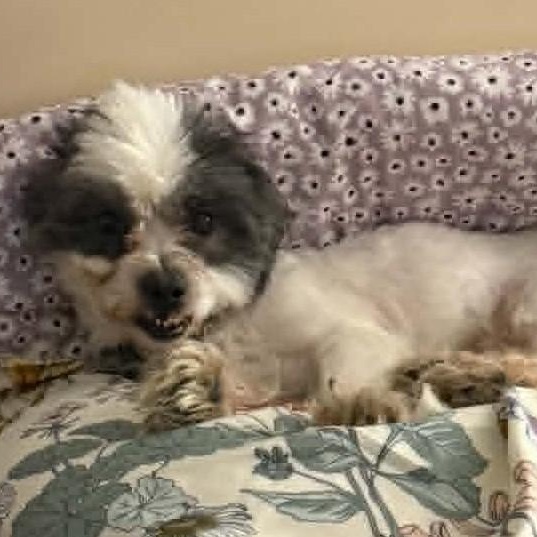 Dallas, a ADOPTABLE Shih Tzu in Cherry Hill, NJ image 5/6
