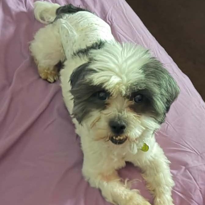 Dallas, a ADOPTABLE Shih Tzu in Cherry Hill, NJ image 1/6