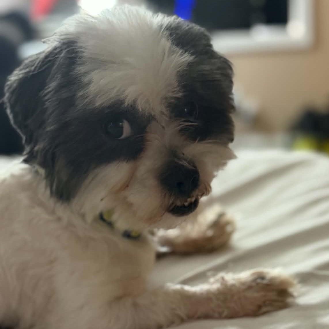 Dallas, a ADOPTABLE Shih Tzu in Cherry Hill, NJ image 2/6