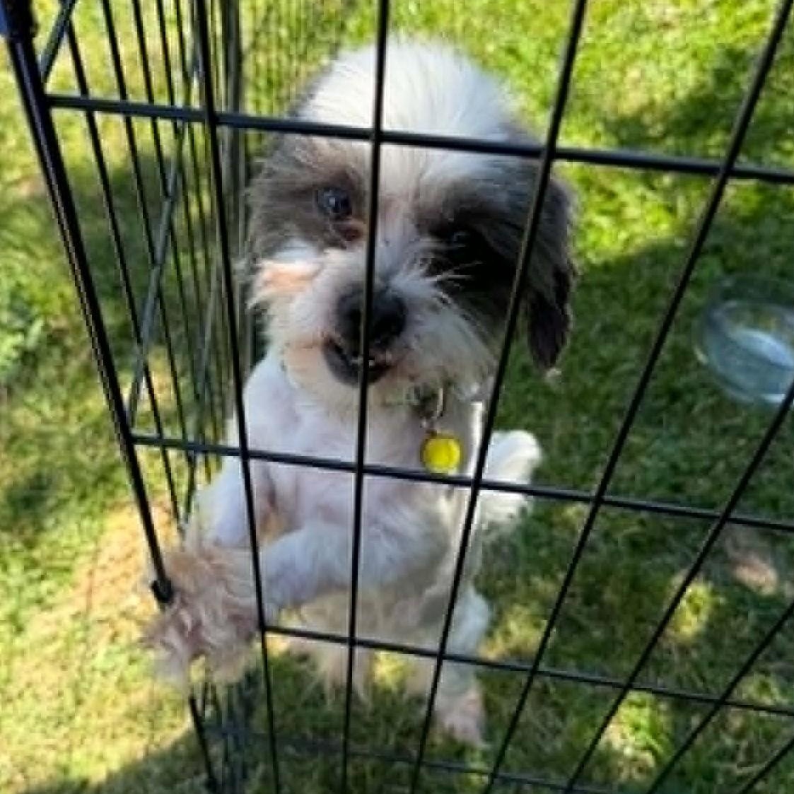 Dallas, a ADOPTABLE Shih Tzu in Cherry Hill, NJ image 4/6