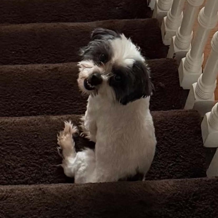 Dallas, a ADOPTABLE Shih Tzu in Cherry Hill, NJ image 6/6