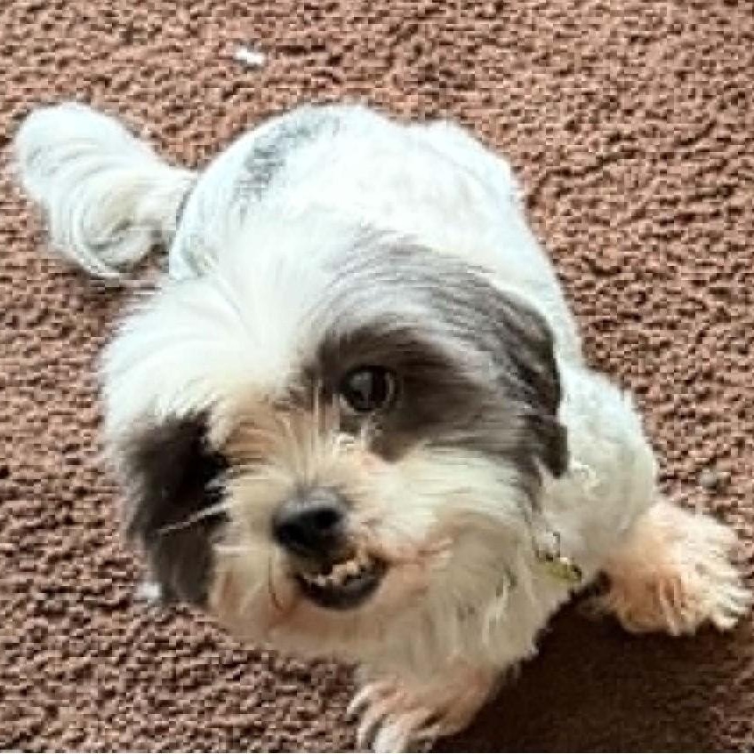 Dallas, a ADOPTABLE Shih Tzu in Cherry Hill, NJ image 3/6