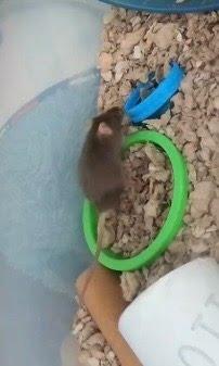 Sprocket, Adoptable, Baby Male Mouse.