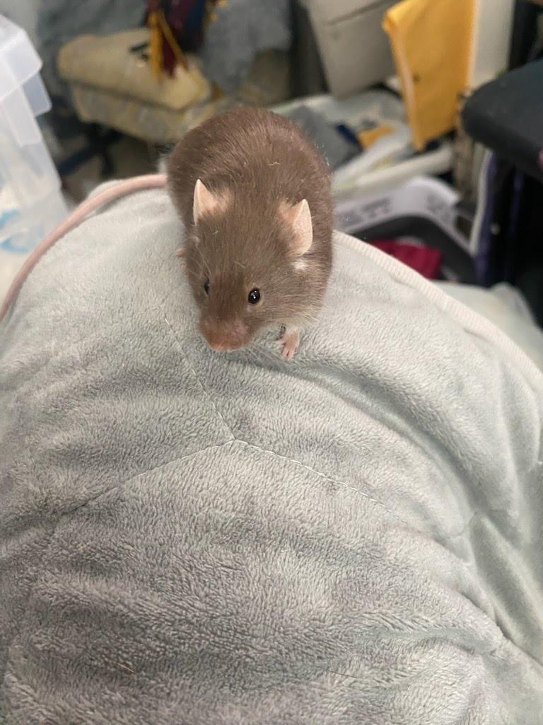 Enlarge Sprocket, a Adoptable Mouse in Eagle Mountain, UT image 2/2