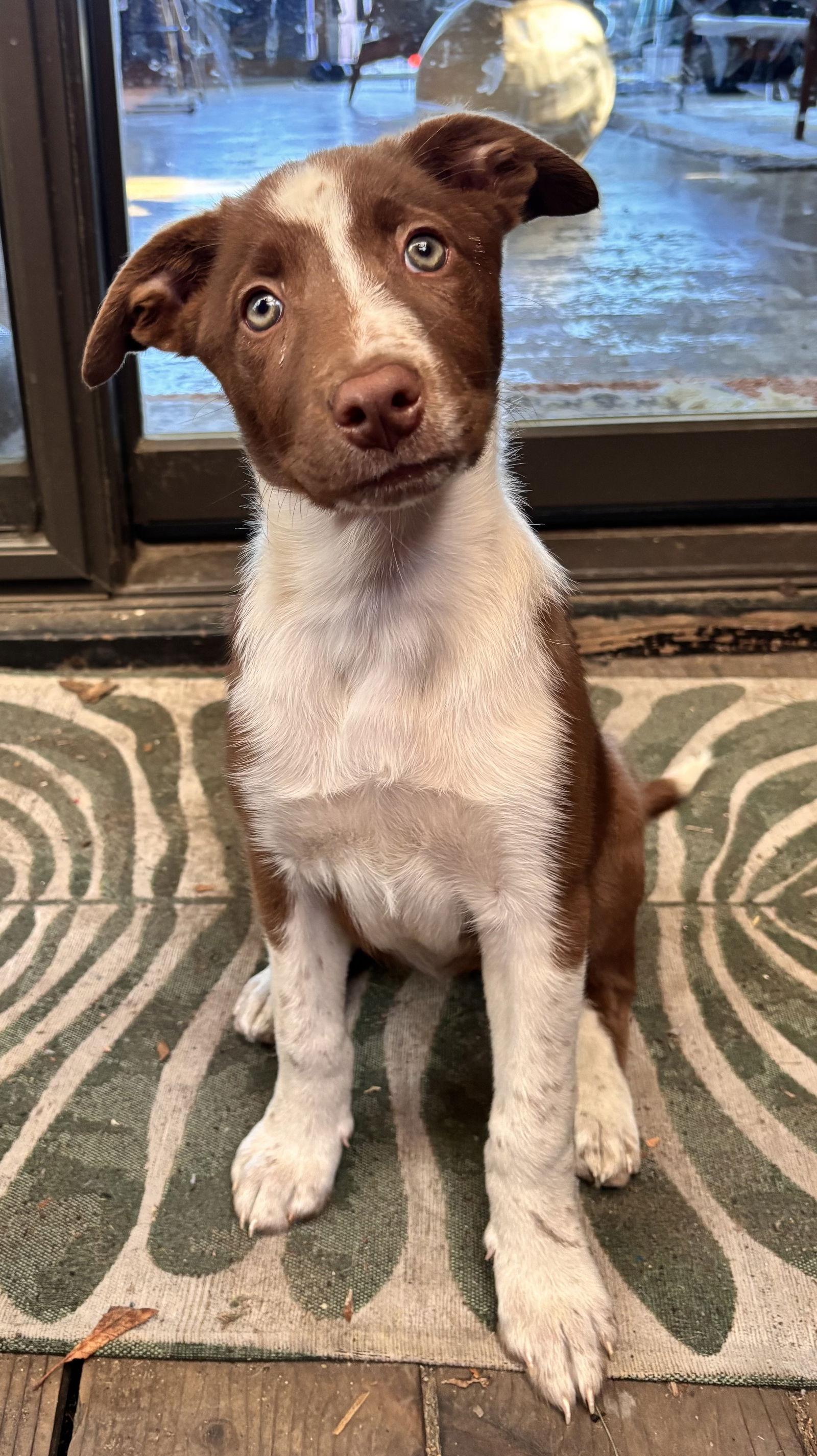 Enlarge Chai, a Adopted mixed breed in Sunnyvale, CA image 1/1