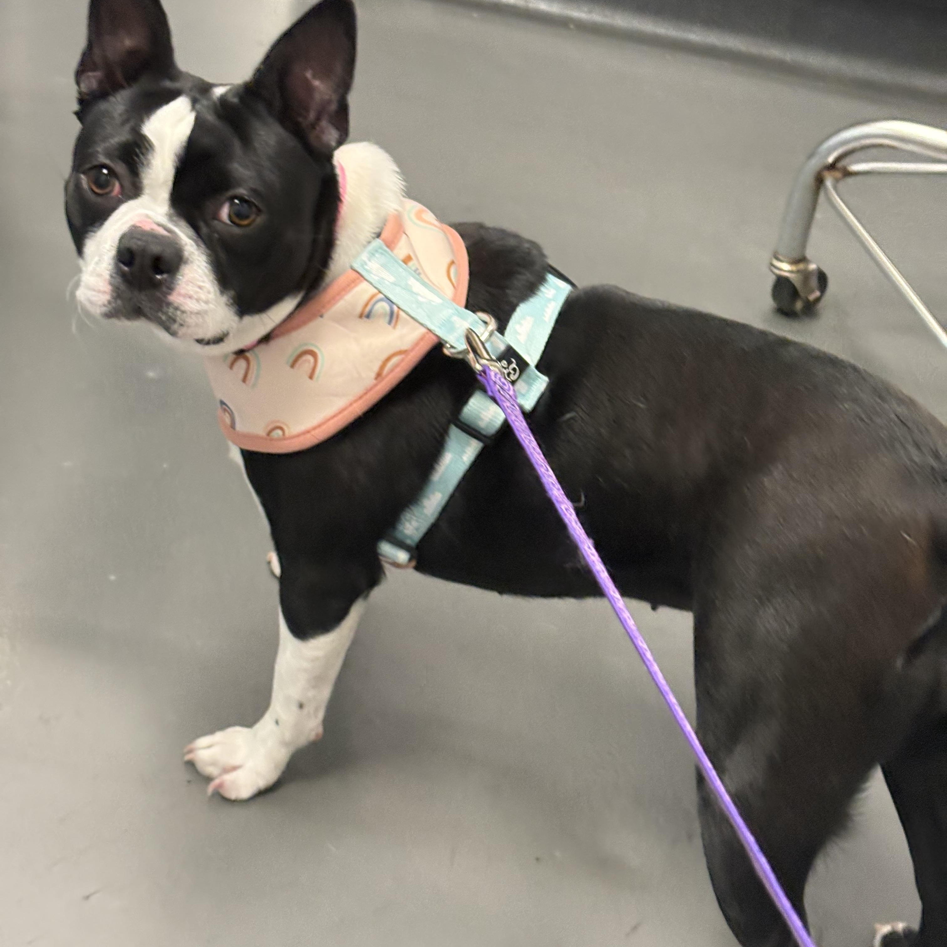 Enlarge MISSY, a Adopted Boston Terrier in Seattle, WA image 1/3