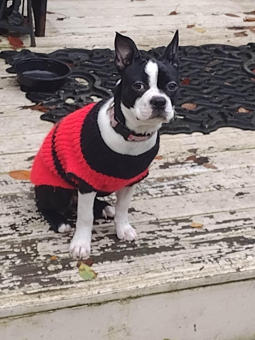 Enlarge MISSY, a Adopted Boston Terrier in Seattle, WA image 2/3