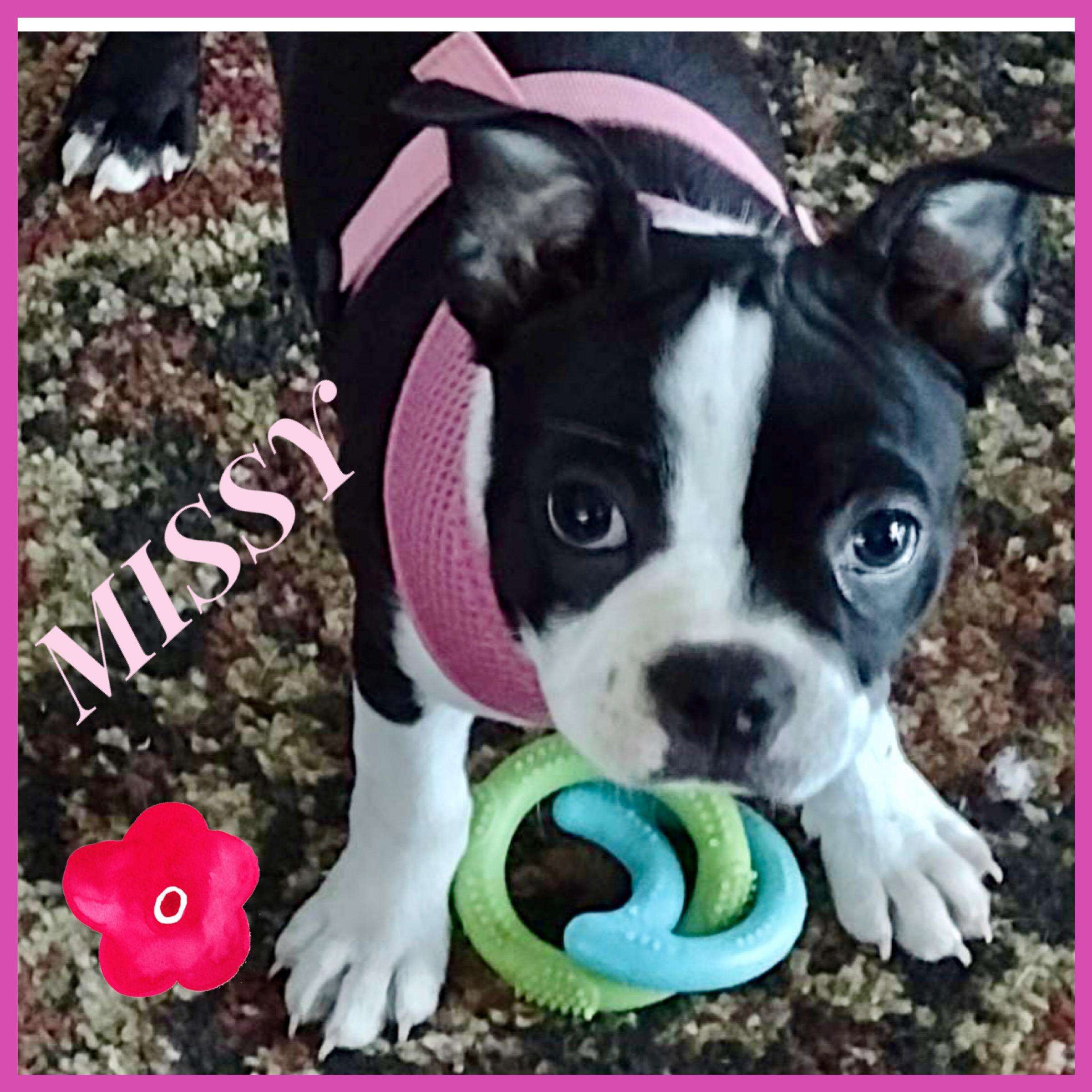 Enlarge MISSY, a Adopted Boston Terrier in Seattle, WA image 3/3