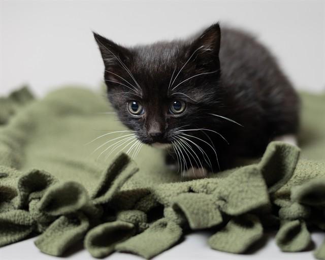 VALERIE, Adoptable, Kitten Female Domestic Short Hair.