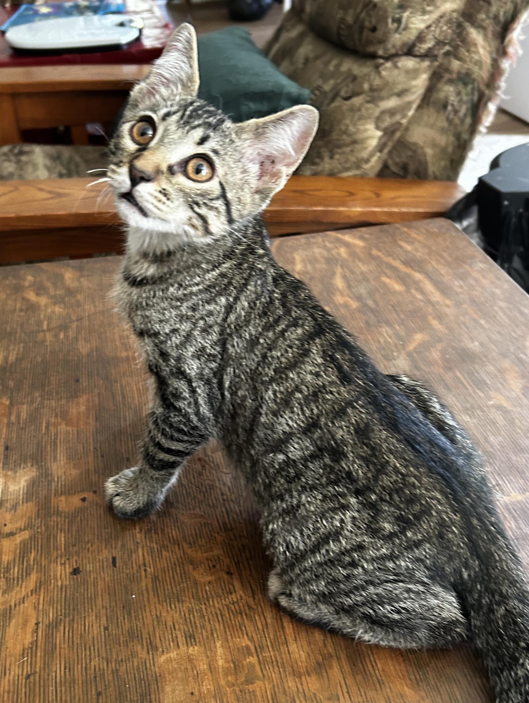 Onyx, Adoptable, Kitten Male American Shorthair.