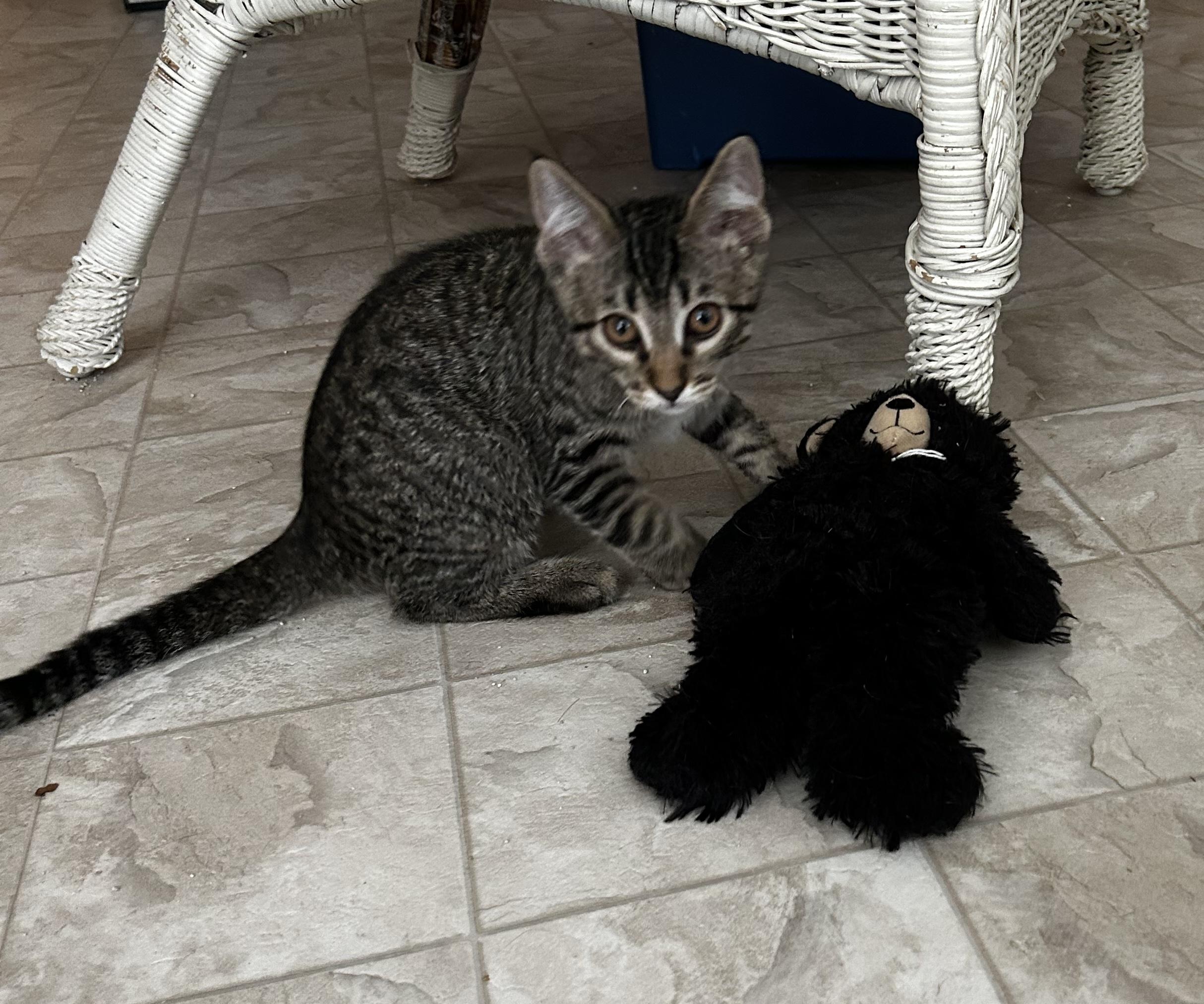 Enlarge Onyx, a Adoptable American Shorthair in Meeker, OK image 2/2
