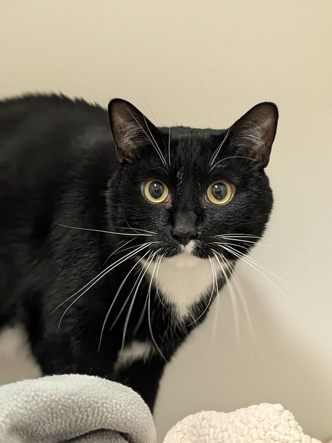 Enlarge Kronk, a ADOPTABLE Domestic Short Hair in Coquitlam, BC image 1/3