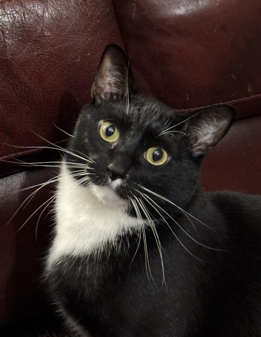 Enlarge Kronk, a ADOPTABLE Domestic Short Hair in Coquitlam, BC image 3/3