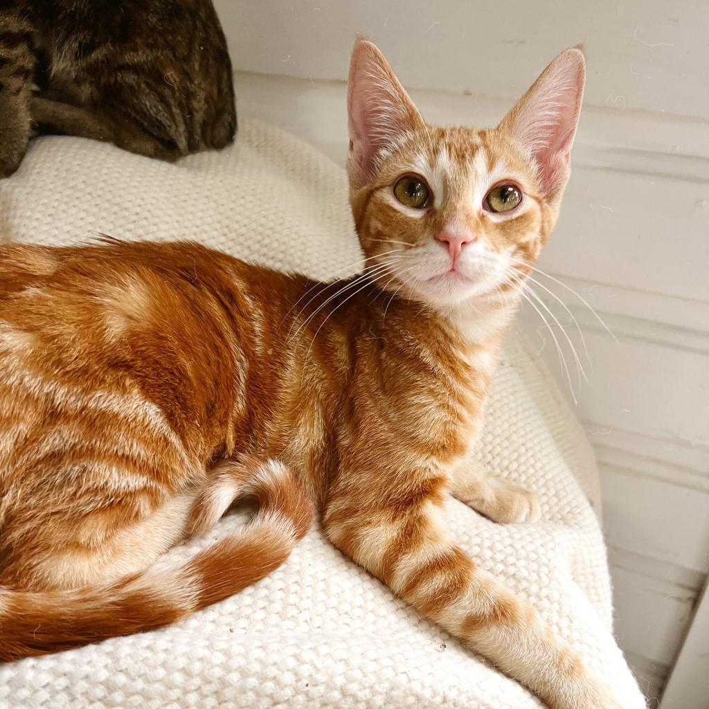 Enlarge ARTHUR, a Adoptable Domestic Short Hair in San Antonio, TX image 2/4