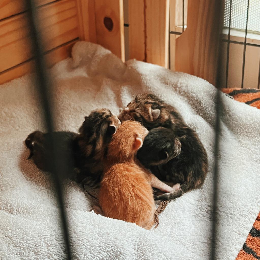 Enlarge ARTHUR, a Adoptable Domestic Short Hair in San Antonio, TX image 3/4