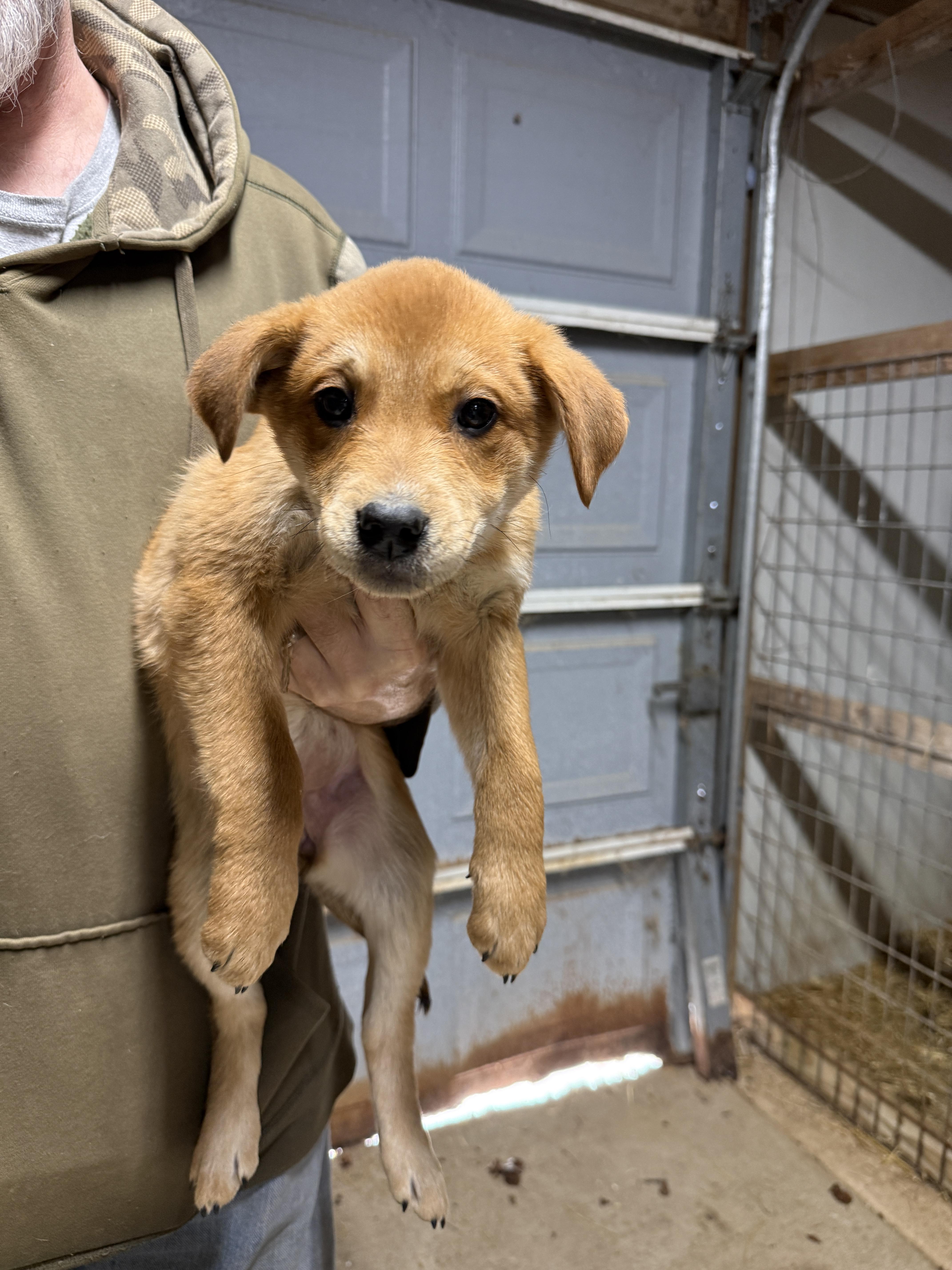 Georgia, ADOPTABLE, Puppy Female Labrador Retriever & Border Collie.