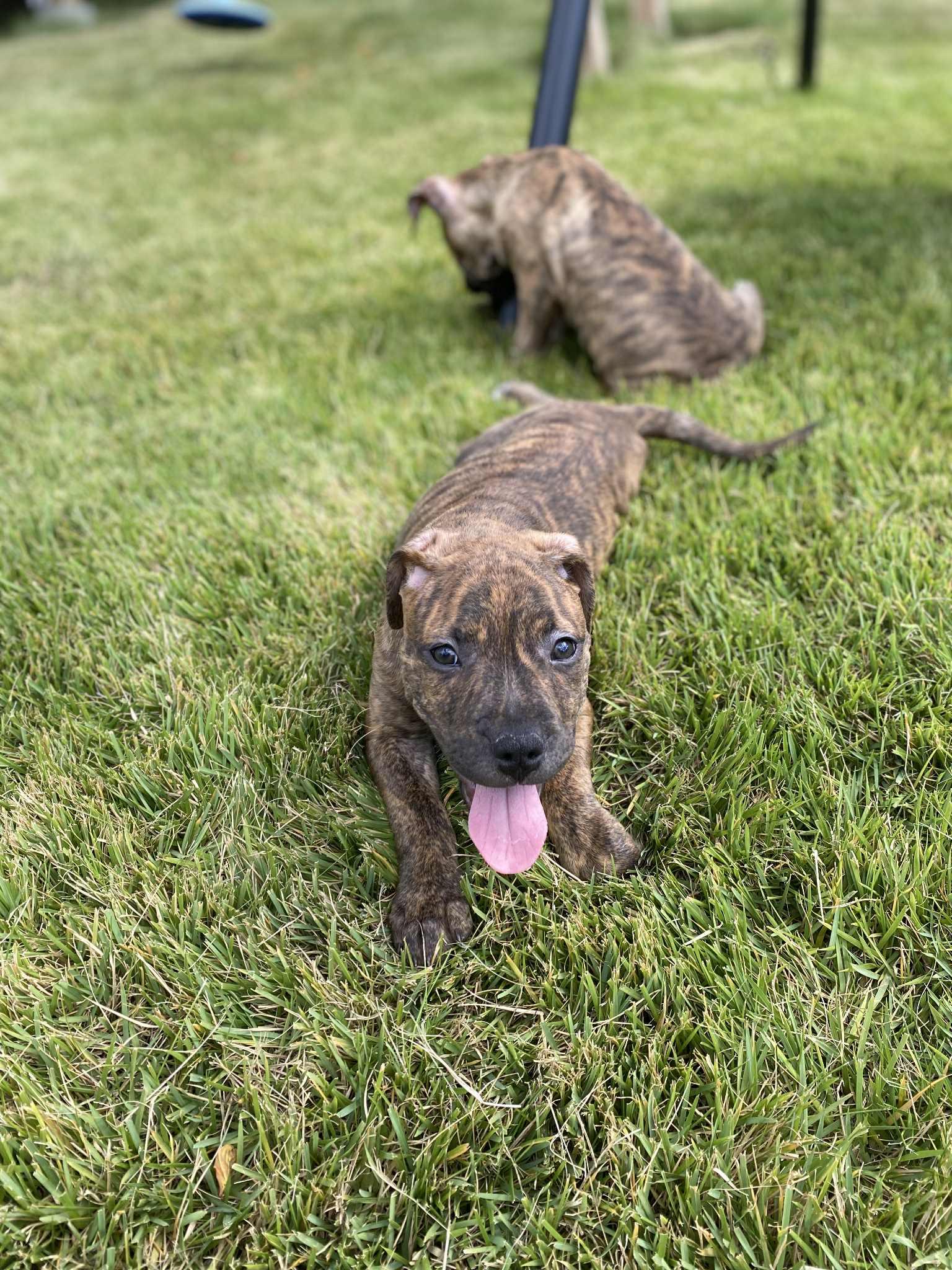 Roxy