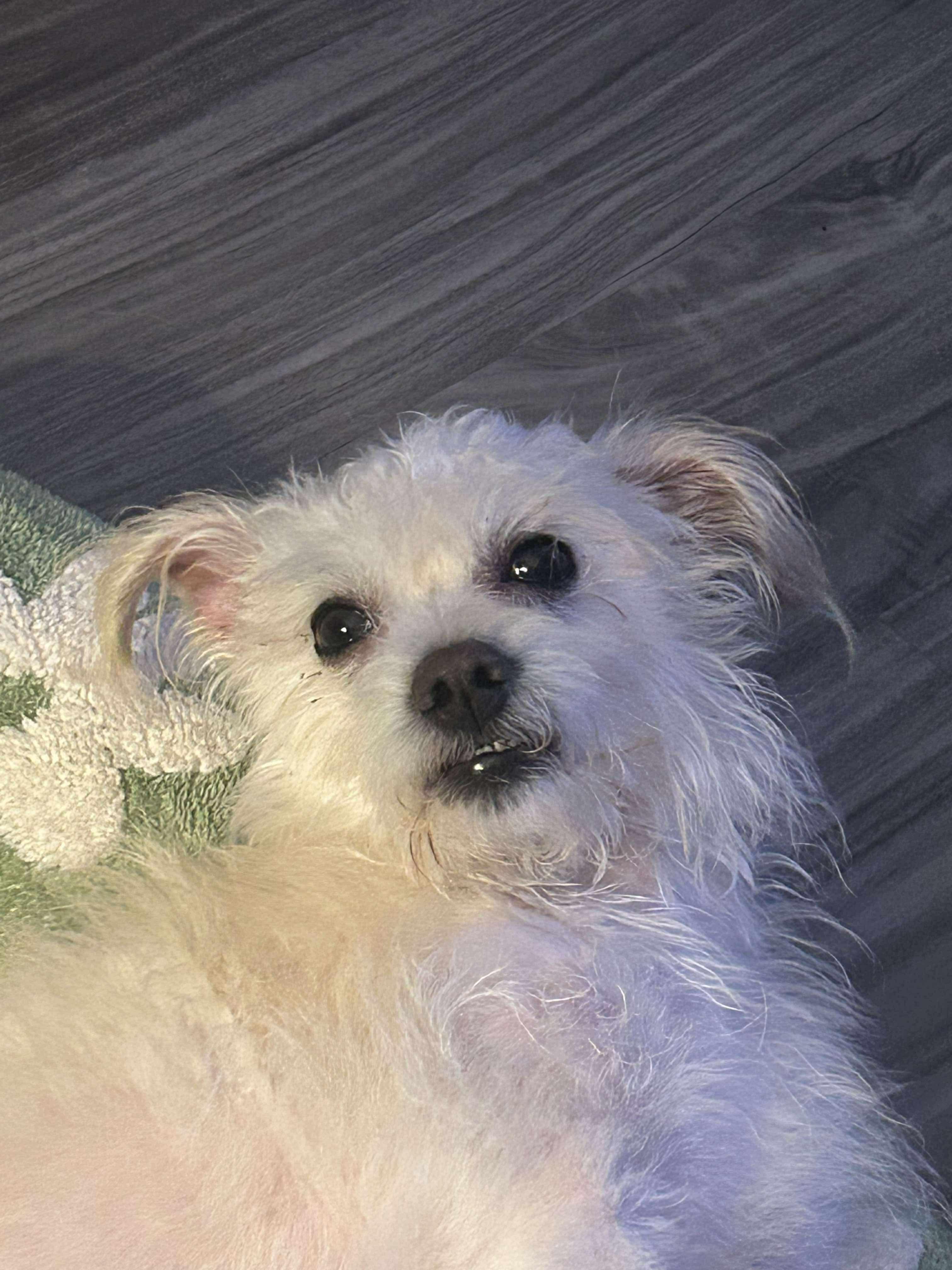 Enlarge Keebler, a Adoptable mixed breed in Portland, ME image 1/4