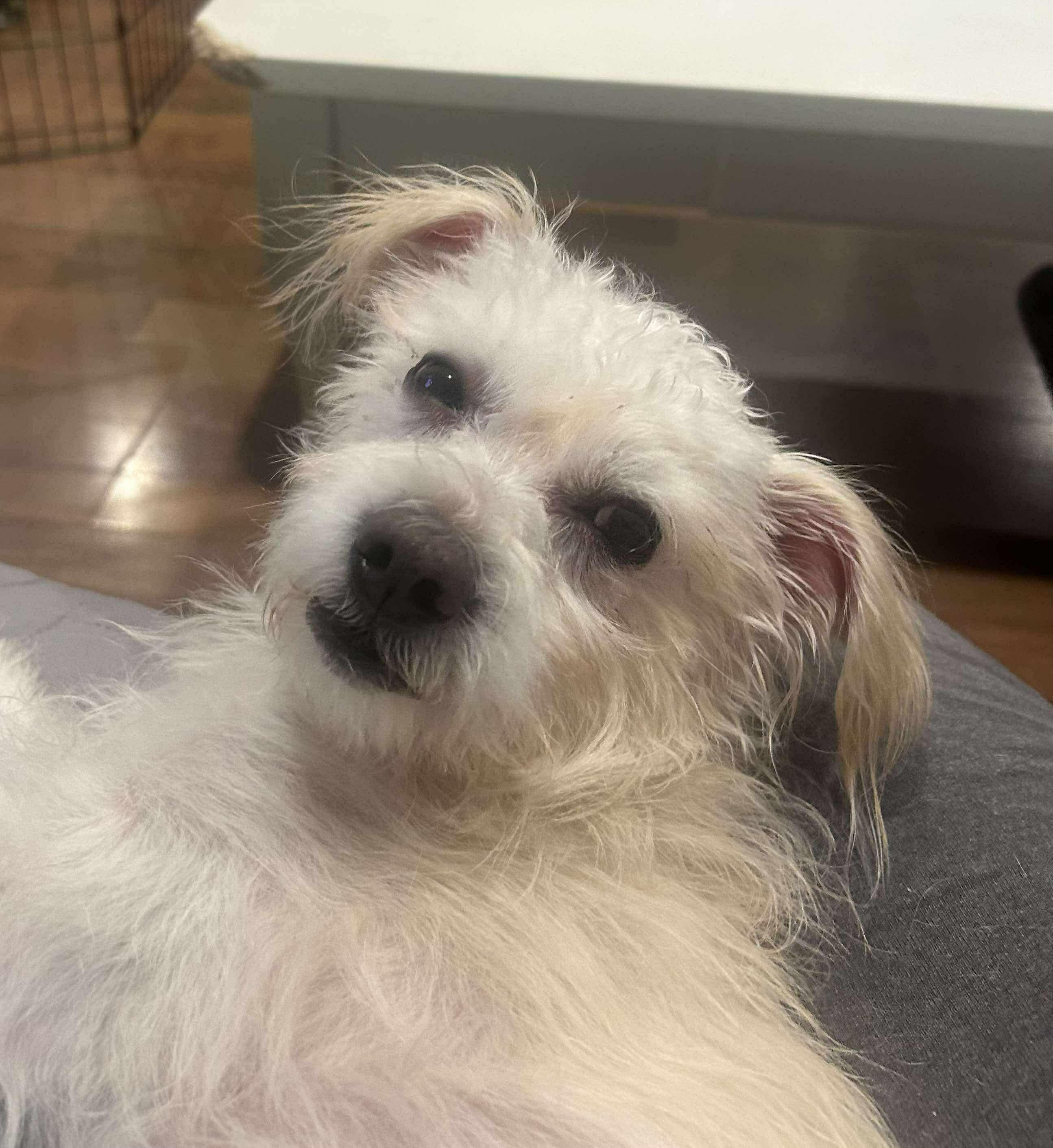 Enlarge Keebler, a Adoptable mixed breed in Portland, ME image 2/4