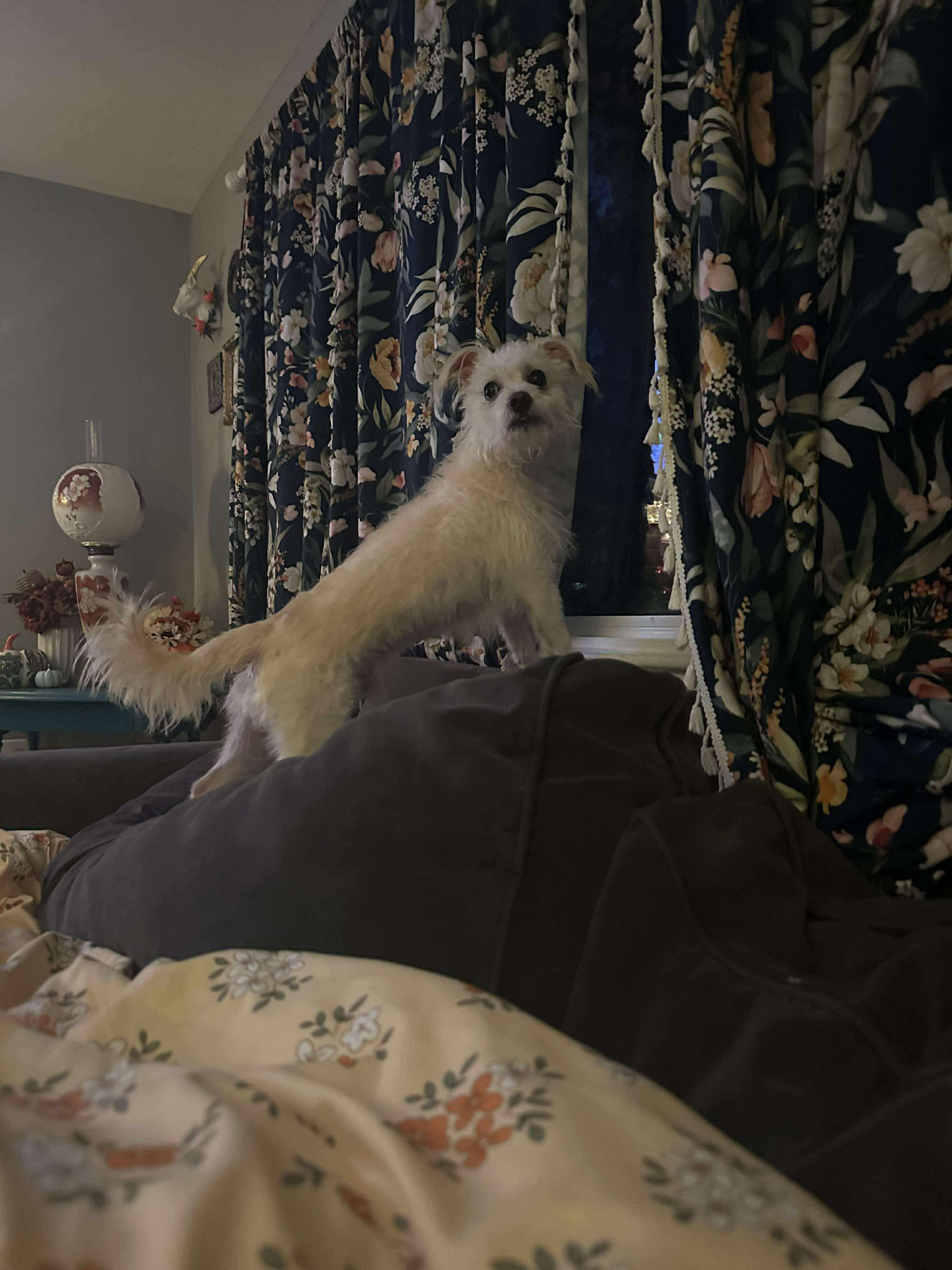 Enlarge Keebler, a Adoptable mixed breed in Portland, ME image 4/4