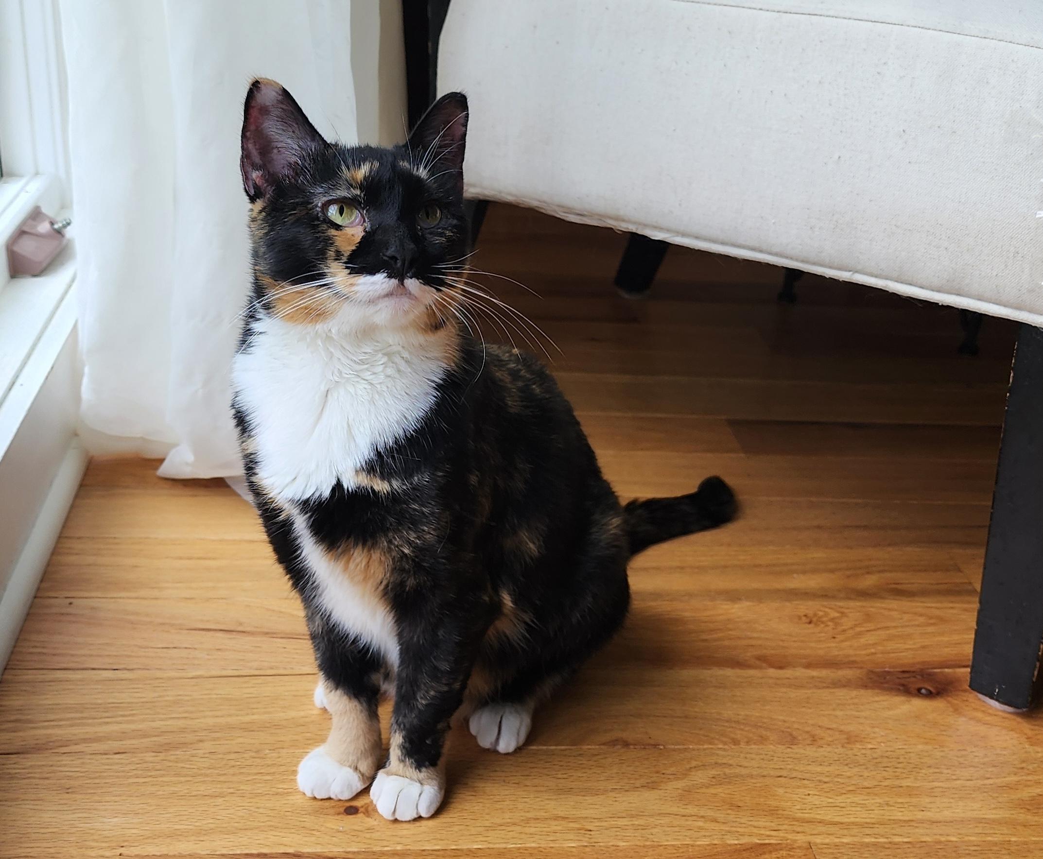 Brownie, an adopted mixed breed in Schenectady, NY image 2/2