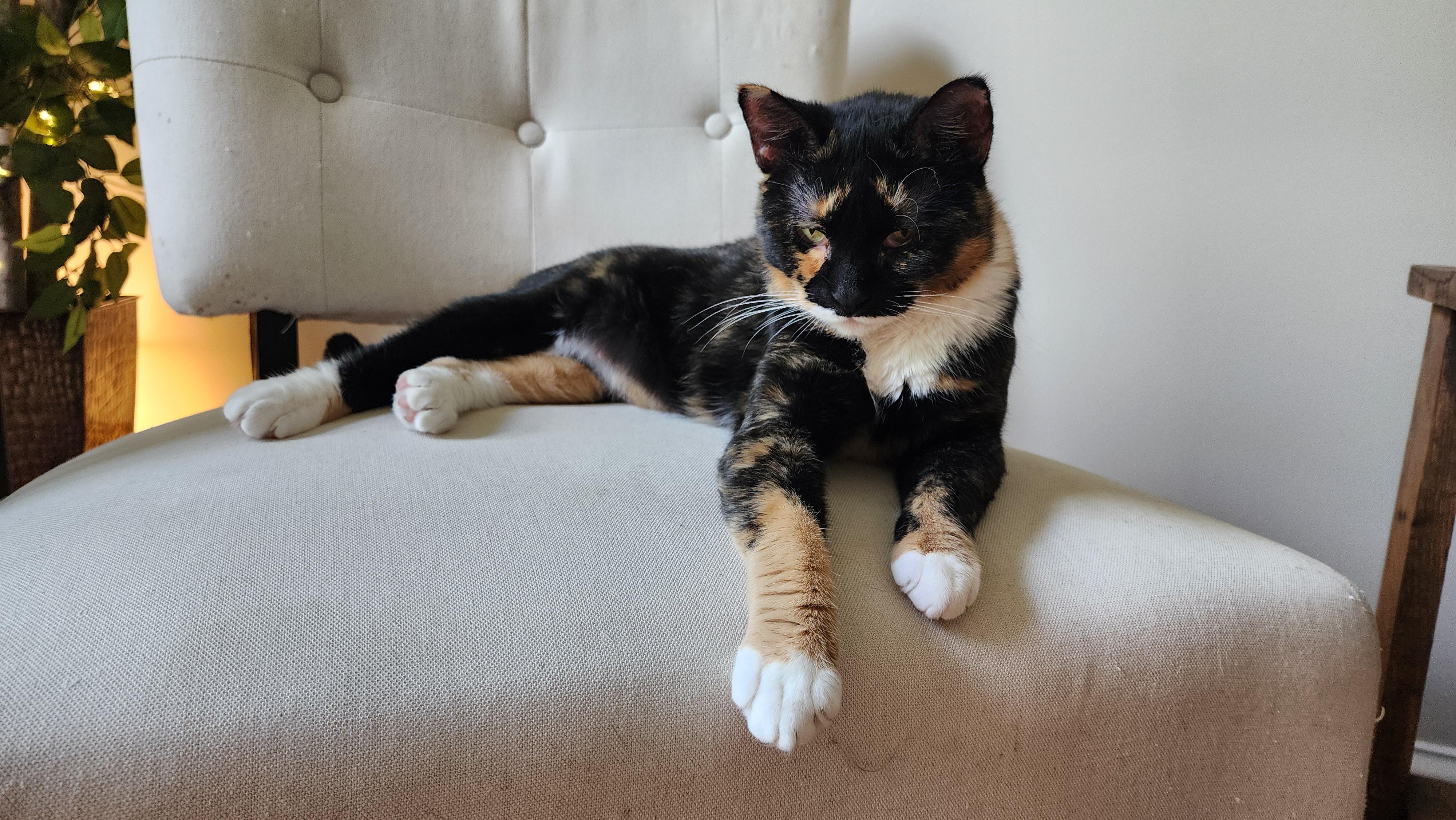 Brownie, adopted, Young Female Domestic Short Hair.