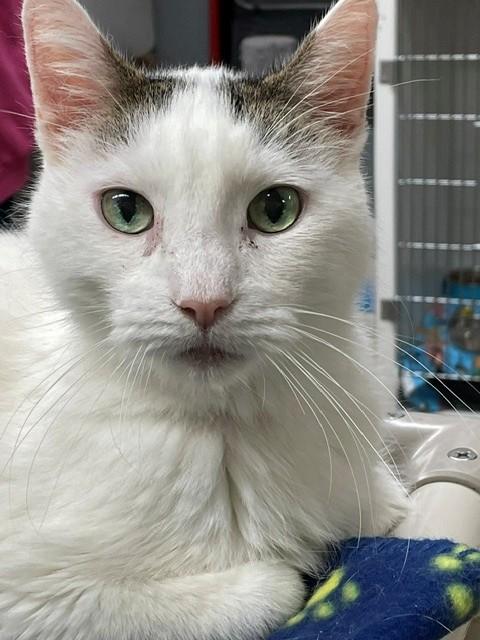 Hank, Adoptable, Senior Male Domestic Short Hair.