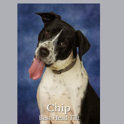 Chip, Adoptable, Adult Male Mixed Breed.