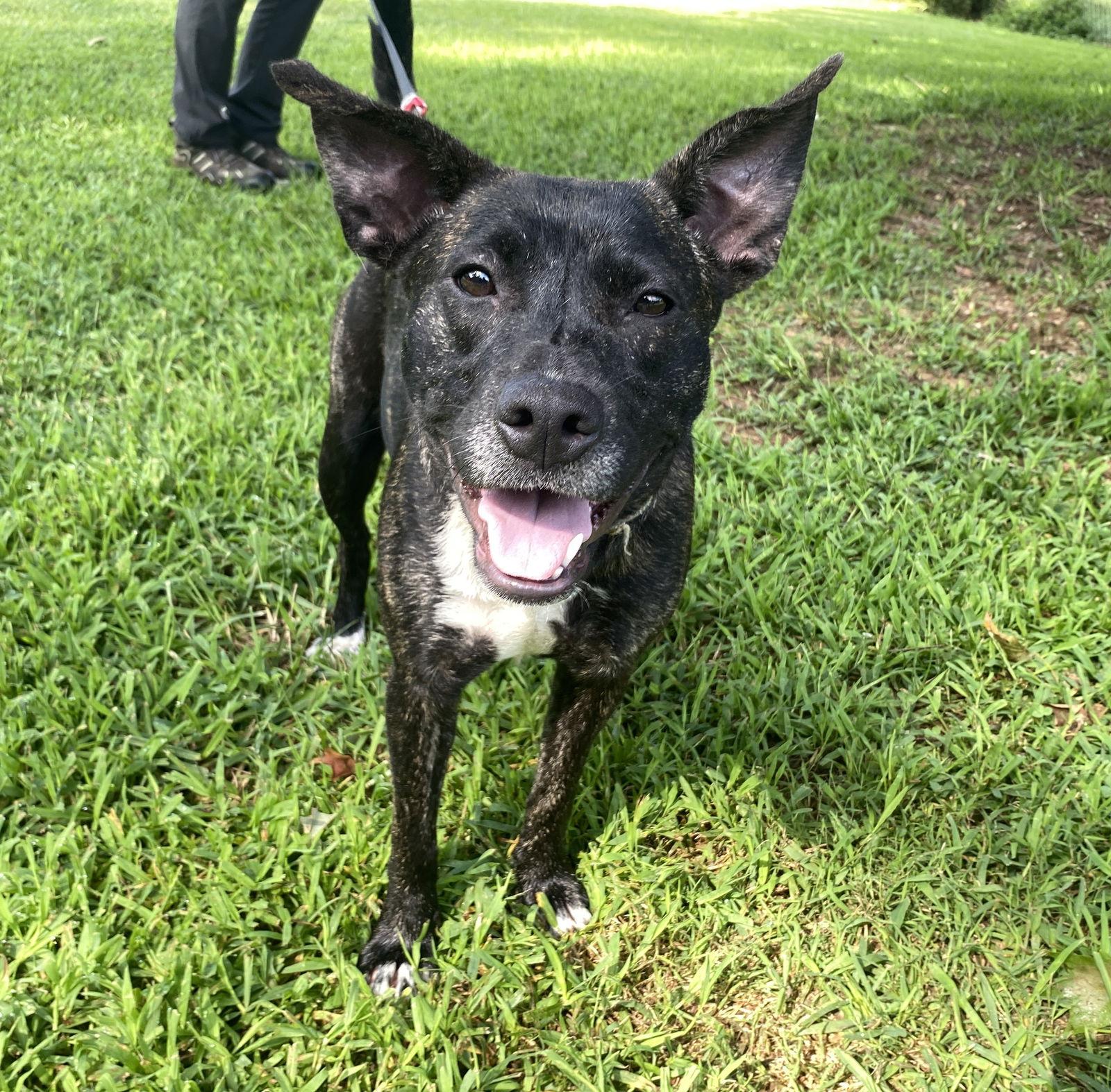 Astro, Adoptable, Young Female Pit Bull Terrier.