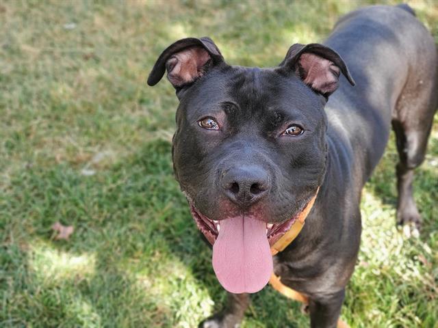 BANDIT, Adoptable, Adult Male Pit Bull Terrier.