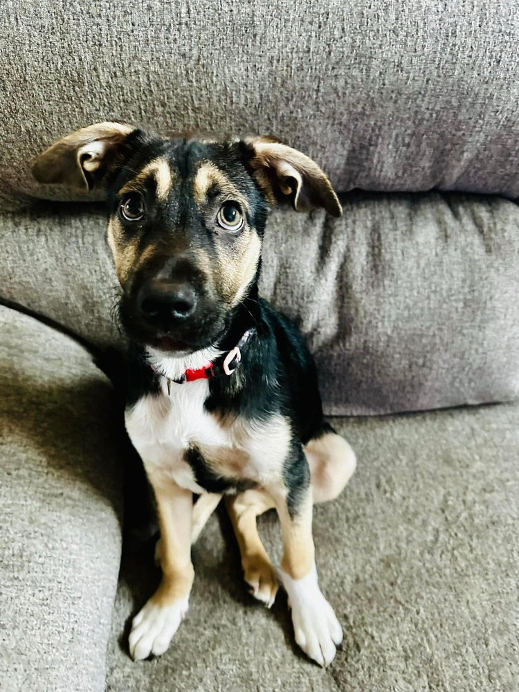 Dog for adoption M&M, a German Shepherd Dog in Garden City, KS