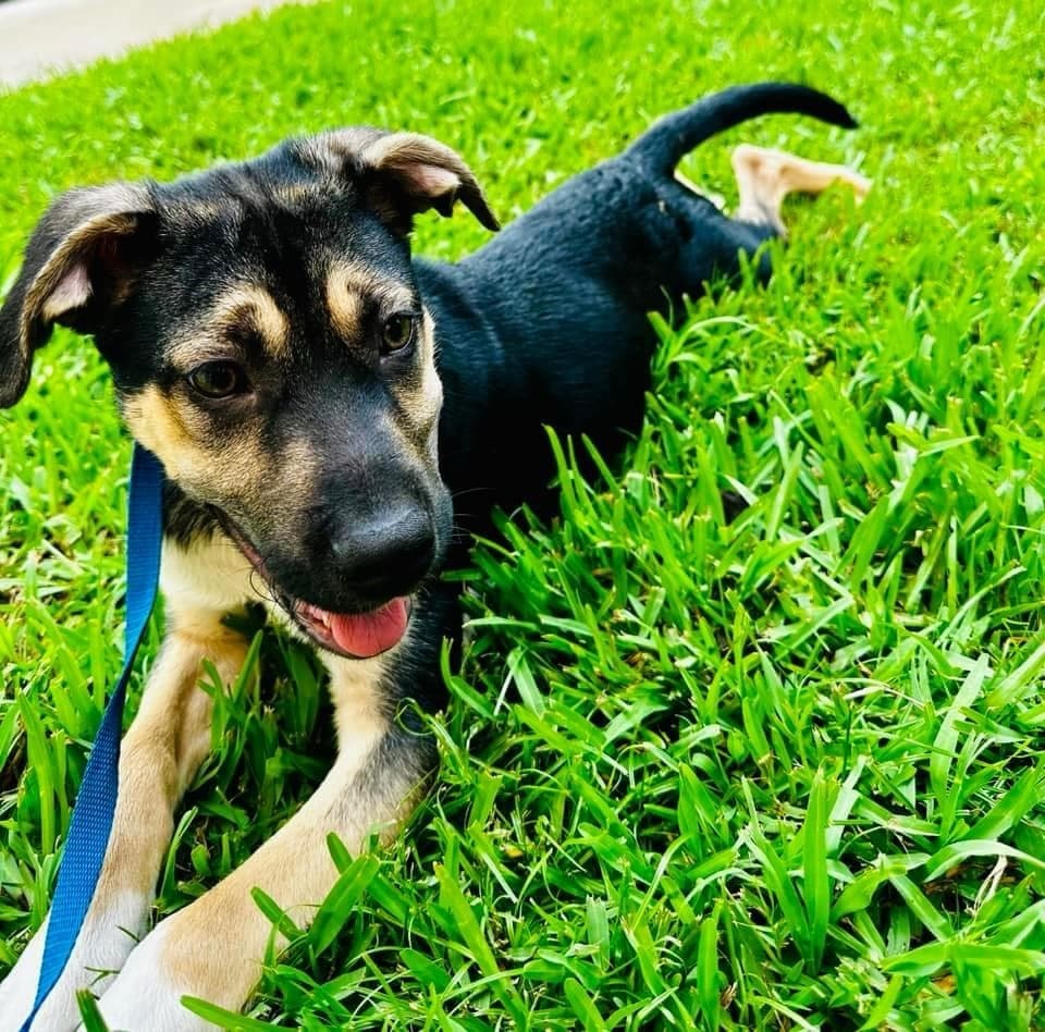 Dog for adoption M&M, a German Shepherd Dog in Garden City, KS