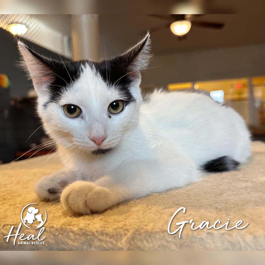 Enlarge Gracie, a Adoptable Domestic Short Hair in Youngwood, PA image 1/3