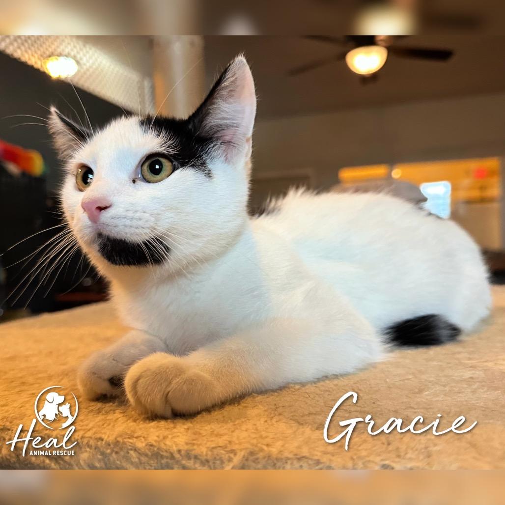 Enlarge Gracie, a Adoptable Domestic Short Hair in Youngwood, PA image 2/3