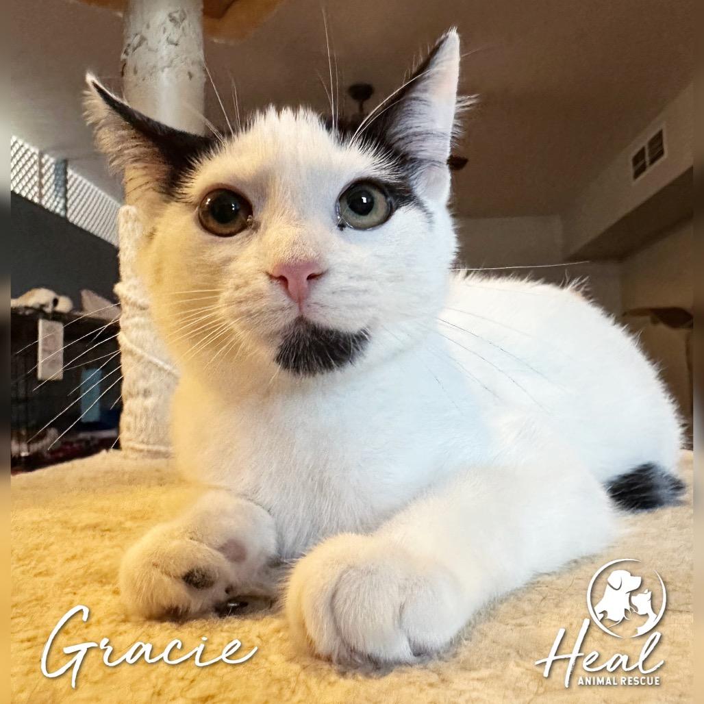 Enlarge Gracie, a Adoptable Domestic Short Hair in Youngwood, PA image 3/3