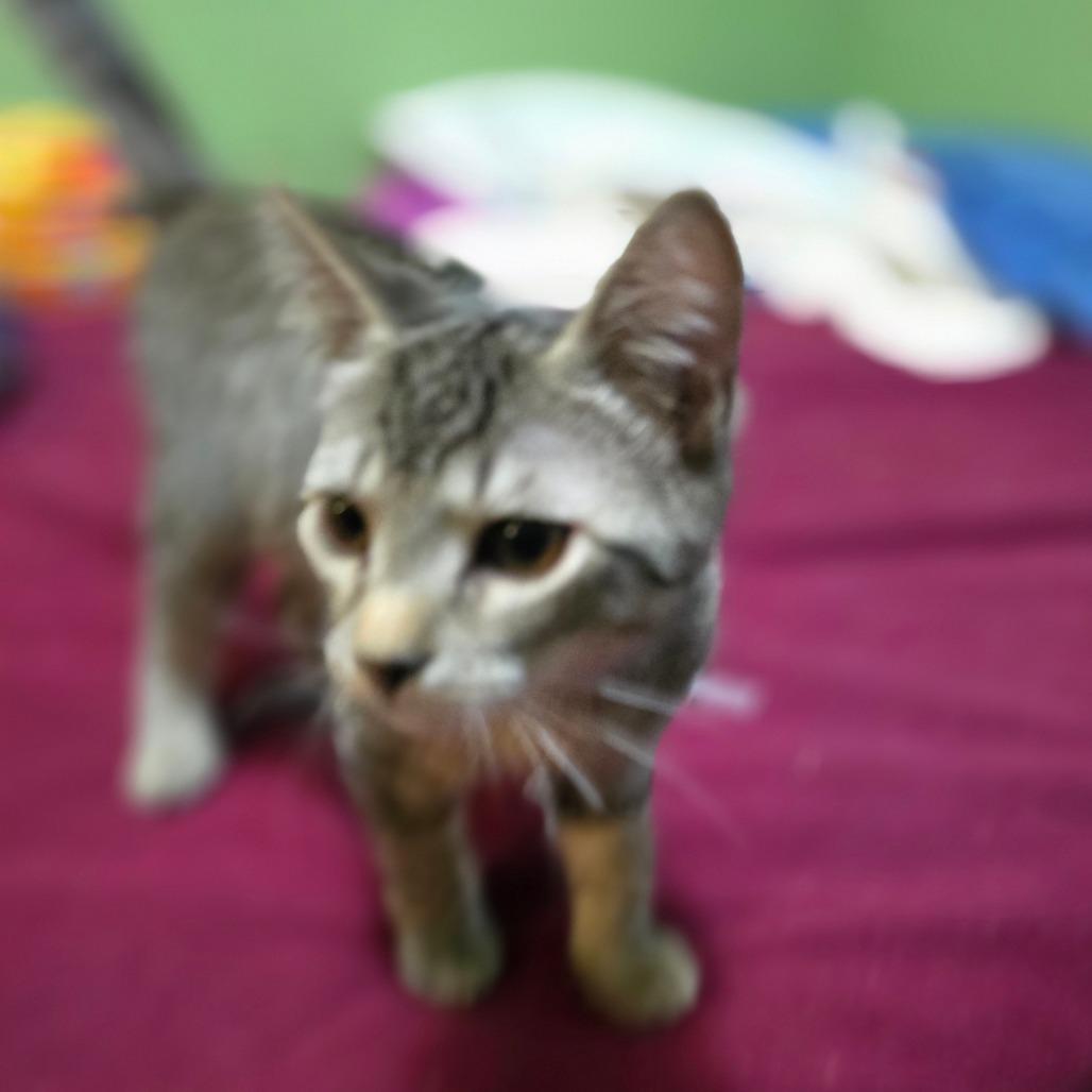 Enlarge Javier, a Adoptable Domestic Short Hair in Jacksonville, OR image 1/5
