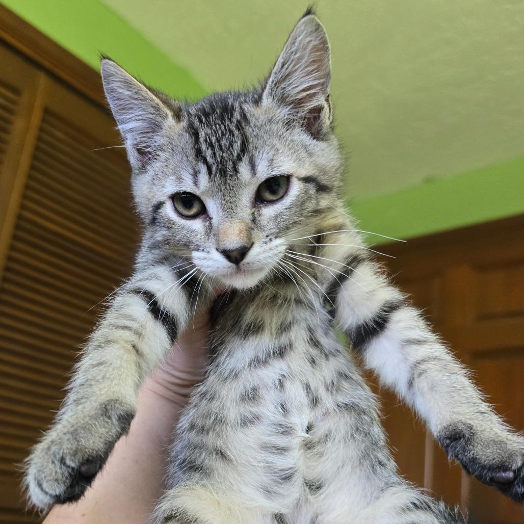 Javier, Adoptable, Young Male Domestic Short Hair.