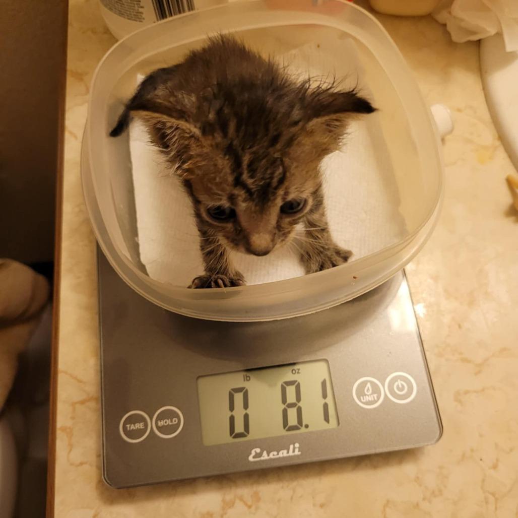 Enlarge Javier, a Adoptable Domestic Short Hair in Jacksonville, OR image 3/5