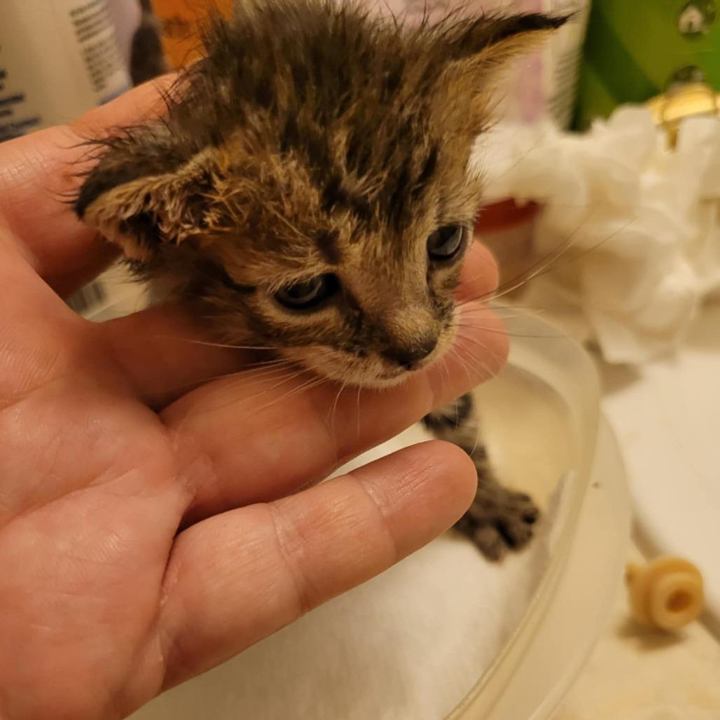 Enlarge Javier, a Adoptable Domestic Short Hair in Jacksonville, OR image 4/5